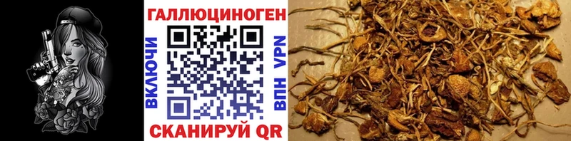 купить закладку  Алейск  Псилоцибиновые грибы мицелий 